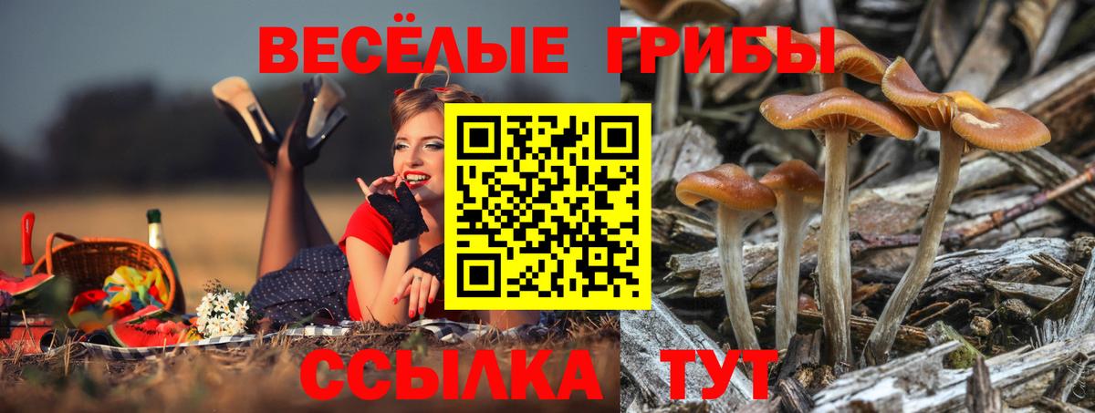 Псилоцибиновые грибы GOLDEN TEACHER Можга